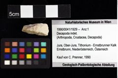 Foto (Objket + Etiketten) von Decapoda indet. 